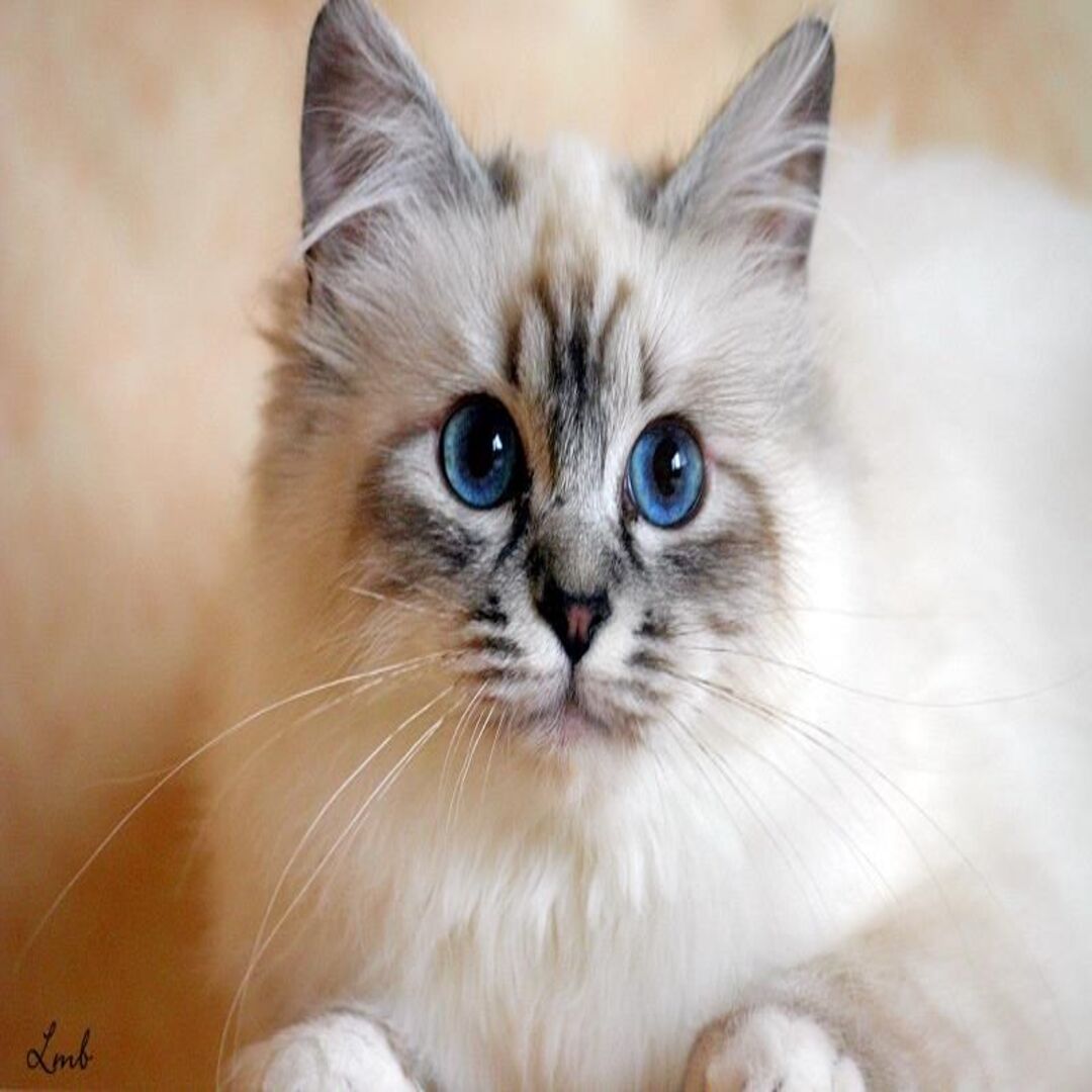 http://pawsitive.bold-themes.com/buddy/wp-content/uploads/sites/2/2018/09/post_02-320x320.jpg