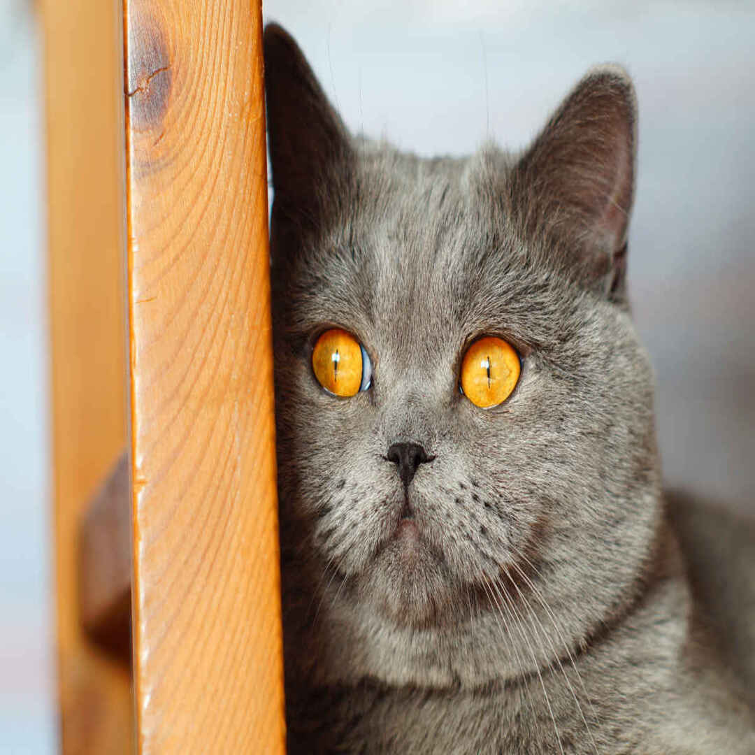 http://pawsitive.bold-themes.com/buddy/wp-content/uploads/sites/2/2018/09/post_02-320x320.jpg