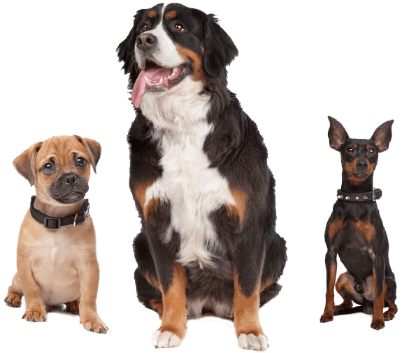 wp-content/uploads/sites/4/2019/07/inner_image_01.png